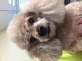 Poodle (Toy) DOG FOR ADOPTION RGADN-349994 - Widget - Poodle (To