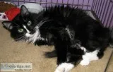 Linden - Female Domestic Longhair