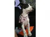 Unknown-Staffordshir e Bull Terrier Mix DOG FOR ADOPTION RGADN-3