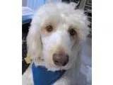 Adopt VA-Charly a Standard Poodle Labrador Retriever