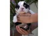 English Bulldog Puppies