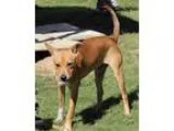 Adopt 61661 Fripp a RedGoldenOrangeCh estnut - with White Feist 