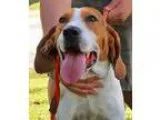 Adopt Buster-ADOPTION PENDING a Hound