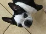 Adopt Teddy-Adopted a Boston Terrier