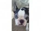 Adopt Lady KT a Boston Terrier