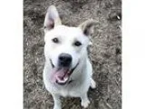 Adopt Mani a Husky