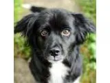 Adopt Dancer a Cocker Spaniel  Border Collie  Mixed dog in Newin