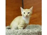Adopt Boots a Orange or Red (Mostly) Domestic Shorthair  Mixed c