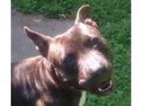 Adopt Lewis a Brindle Pit Bull Terrier  Mixed dog in St. Louis M