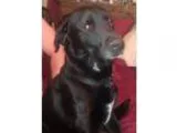 Unknown-Labrador Retriever Mix DOG FOR ADOPTION RGADN-351613 - C