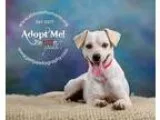 Adopt 61501 Darren a TanYellowFawn Terrier (Unknown Type