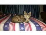 Adopt Jawa a Tortoiseshell Domestic Shorthair  Mixed (short coat
