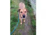 Adopt Willow a Shar Pei  Mixed dog in Duncan BC (15567784)