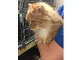 Adopt Miss Kitty a Orange or Red (Mostly) Domestic Longhair  Mix
