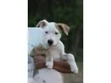 Adopt Bernadette a White - with Tan Yellow or Fawn Labrador Retr