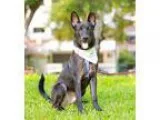 Unknown-Labrador Retriever Mix DOG FOR ADOPTION RGADN-348546 - B