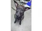 Unknown-Labrador Retriever Mix DOG FOR ADOPTION RGADN-331067 - W