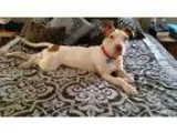Adopt Mia a Boston Terrier Pit Bull Terrier