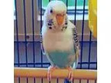 Adopt Stana a White Parakeet - Other bird in Fairport NY (168077