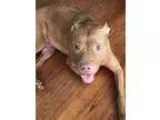 Unknown-Staffordshir e Bull Terrier Mix DOG FOR ADOPTION RGADN-8