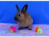 Adopt Lamborghini a OtherUnknown Mixed (short coat) rabbit in S