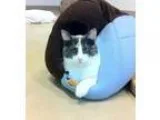 Climbing Cat Tower - Price: $20