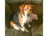 Beagle DOG FOR ADOPTION RGADN-342645 - Ryder - Beagle (short coa