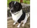 Adopt KODA a Border Collie  Hound (Unknown Type)  Mixed dog in N
