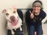 Unknown-American Pit Bull Terrier Mix DOG FOR ADOPTION RGADN-733