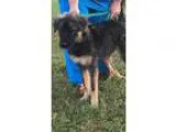 Adopt Baby Reece a Belgian Shepherd Malinois