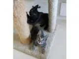 Adopt Fargo and Audi a Spotted TabbyLeopard Spotted Bengal (shor