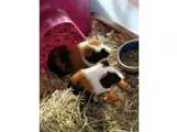 Adopt Frank and Floyd a Multi Guinea Pig small animal in St Paul