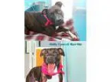 Boxer DOG FOR ADOPTION RGADN-325463 - Nakita - Boxer  American P