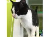 Adopt Butter a Black and White or Tuxedo Domestic Shorthair  Mix