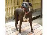Unknown-Boxer Mix DOG FOR ADOPTION RGADN-285405 - Morgan - Boxer