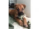 German Shepherd Dog DOG FOR ADOPTION RGADN-362825 - Heartley - C