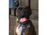 Boxer DOG FOR ADOPTION RGADN-348971 - Tucker - Boxer (short coat