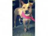 Adopt Mika a Carolina Dog