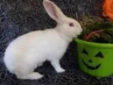 Adopt Laurel a Florida White