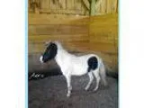 Show Prospect Miniature Pony