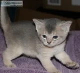 Abyssinian kittens from CFA reg. cattery Blue and Rudy kittens