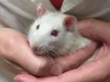 Adopt Remy a Rat