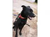 Adopt Duke  SEEKING FOSTER  a Black Labrador Retriever  Shepherd