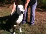 Adopt Dizzy a Brindle - with White Pit Bull Terrier  Mixed dog i