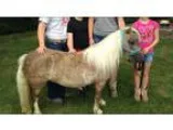 Beautiful Respectful Silver Dapple - Great With Kids