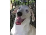 Adopt Olivia White in MS a Australian Shepherd  Beagle  Mixed do