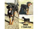 Doberman Pinscher DOG FOR ADOPTION RGADN-187627 - Dobbie - Dober