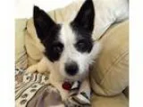 Adopt Trixie a Black - with White Cairn Terrier  Fox Terrier (Wi