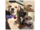 Adopt Dottie a Norwich Terrier