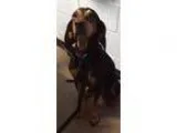Adopt Leia - NEEDS FOSTER a Black Black and Tan Coonhound  Mixed